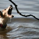Dog Training 15