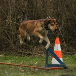 Dog Training9