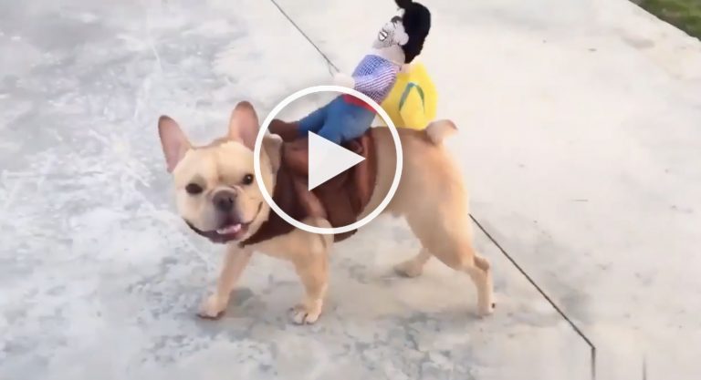 cowboy dog costume