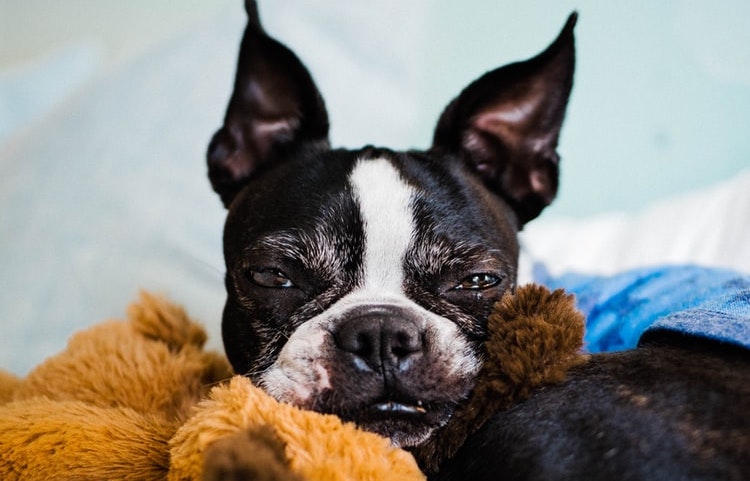 best amazon dog treats
