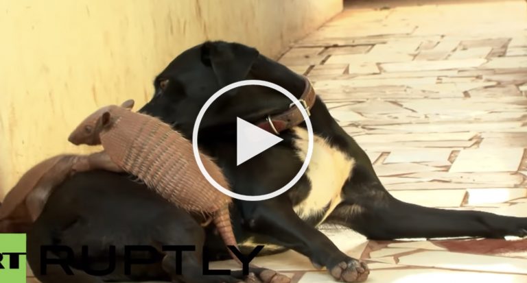 dog armadillo video