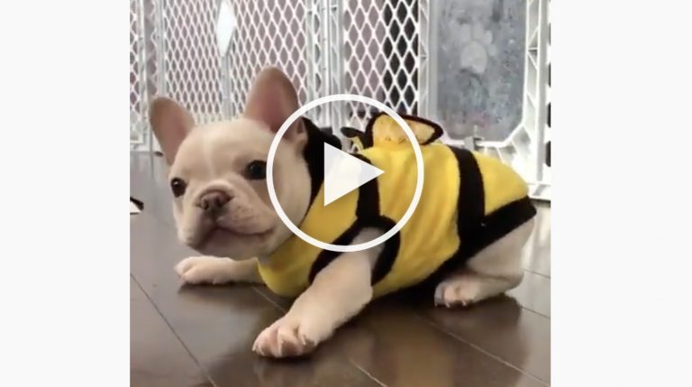 dog butterfly costume