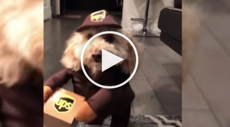 dog halloween costume video