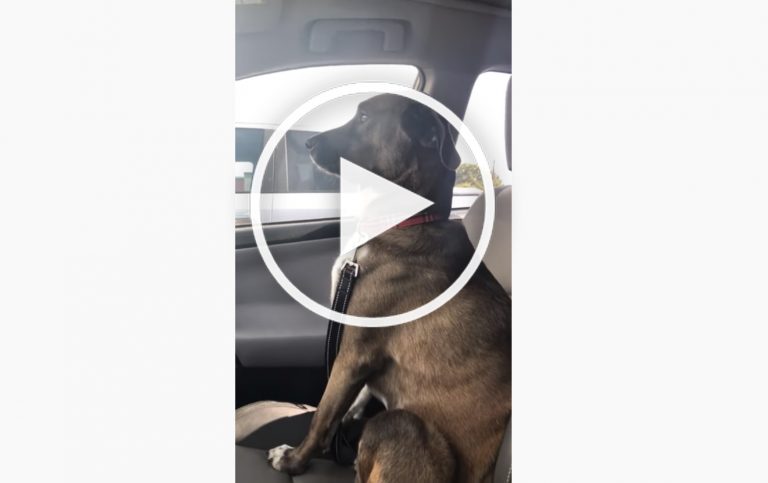 dog ignores owner