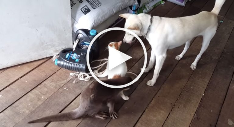 dog otter video