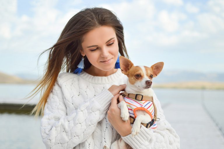 dog training