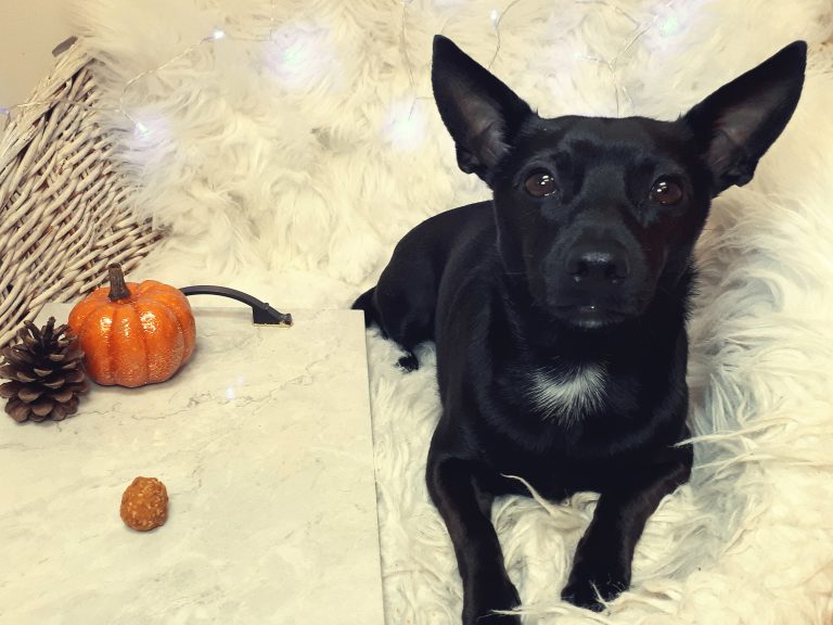 pumpkin dog treat recipe