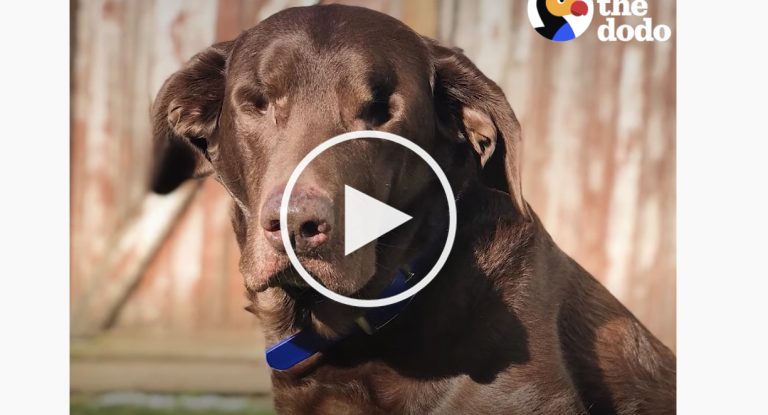 VIDEO: No-Eyed Dog and Blind Brother Go on Fun Adventures VIDEO: No-Eyed Dog and Blind Brother Go on Fun Adventures