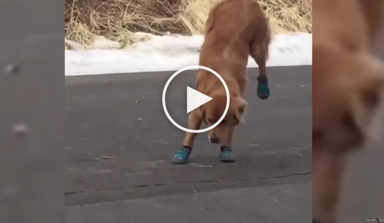 golden retreiver video