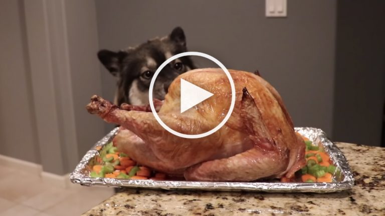 VIDEO: Spy Cam Captures Huskies Stealing + Demolishing Turkey VIDEO: Spy Cam Captures Huskies Stealing + Demolishing Turkey