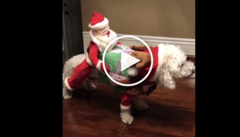 dog christmas costume