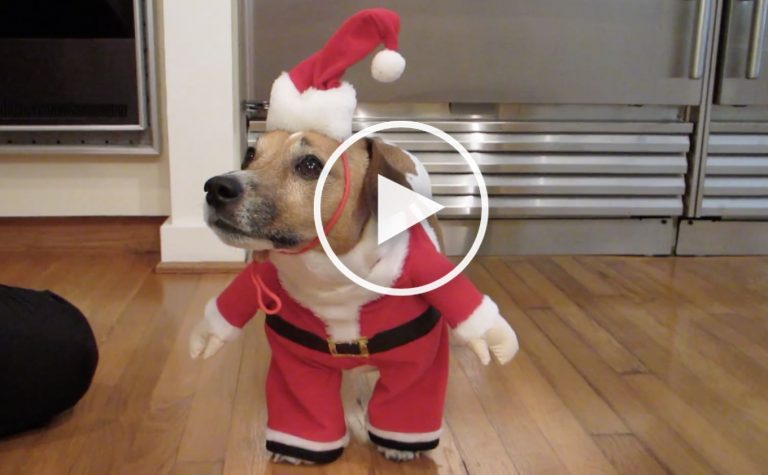 dog santa costume