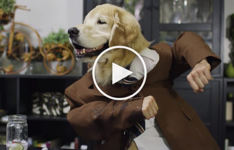 VIDEO: Super Strange Talking Dogs Singing Enjoy Dinner Party Together VIDEO: Super Strange Talking Dogs Singing Enjoy Dinner Party Together
