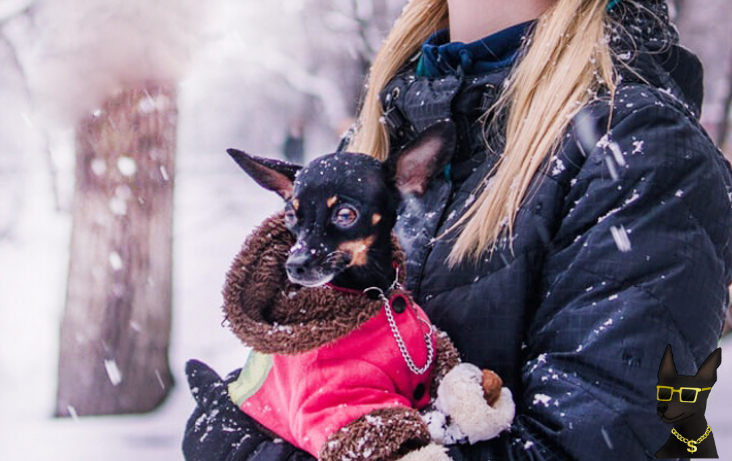 Winter Bucket-List for Dogs: 20 Things You Wanna Do Before It’s Over