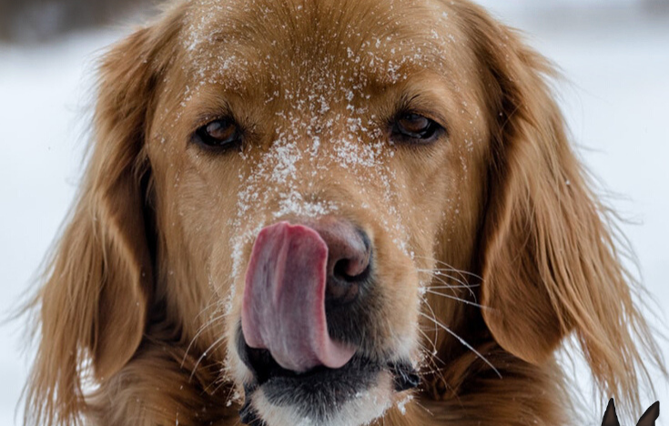 dog holiday toys