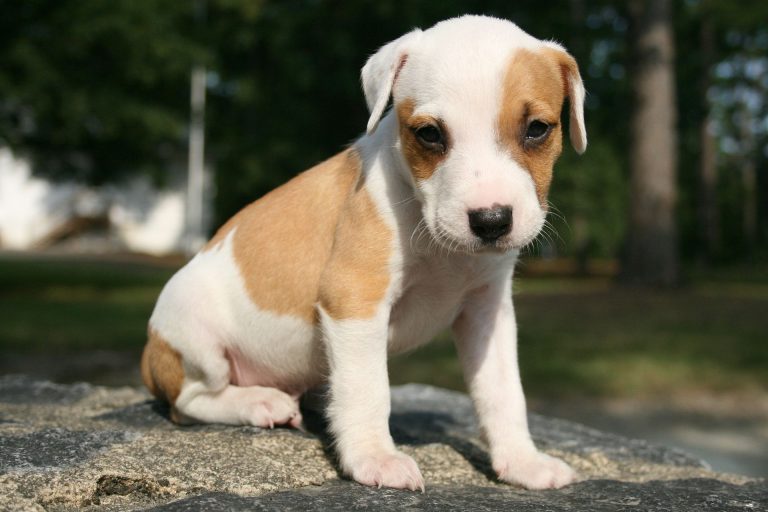 puppy