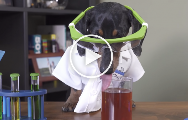 VIDEO: Dachshund Tries Fun Chemistry Experiment As Pretend Scientist VIDEO: Dachshund Tries Fun Chemistry Experiment As Pretend Scientist