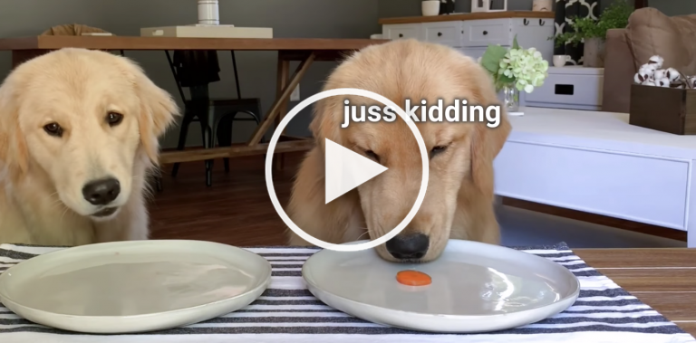 dog eating veggies video