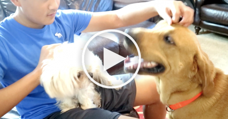 jealous dog video