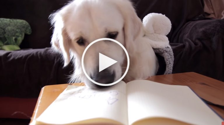 VIDEO: Dog Writes Pressing Letter to Santa Detailing Wish List