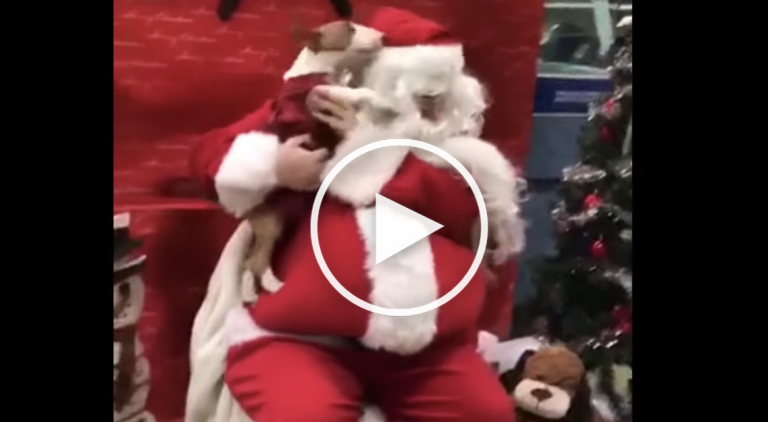 dog santa video