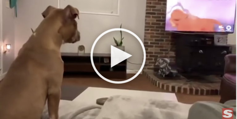 VIDEO: Dog Gets Super Emotional at Lion King’s Saddest Scene VIDEO: Dog Gets Super Emotional at Lion King’s Saddest Scene