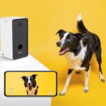 Dog stuff 2020 14