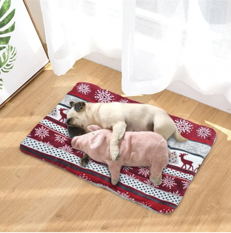 Dog stuff 2020