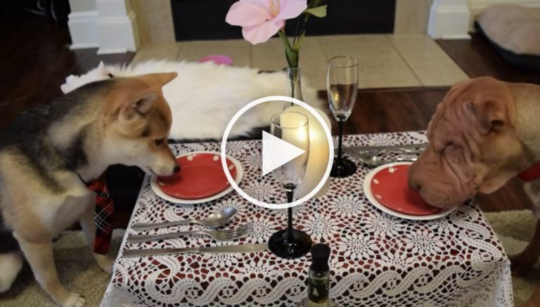 cute dog video