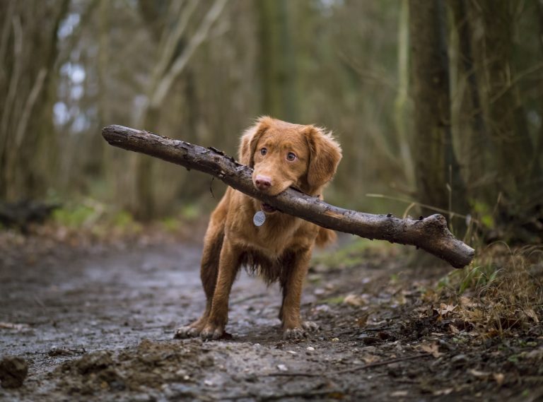 dog cancer signs