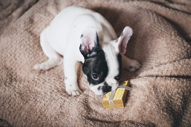 valentines ideas for him dog