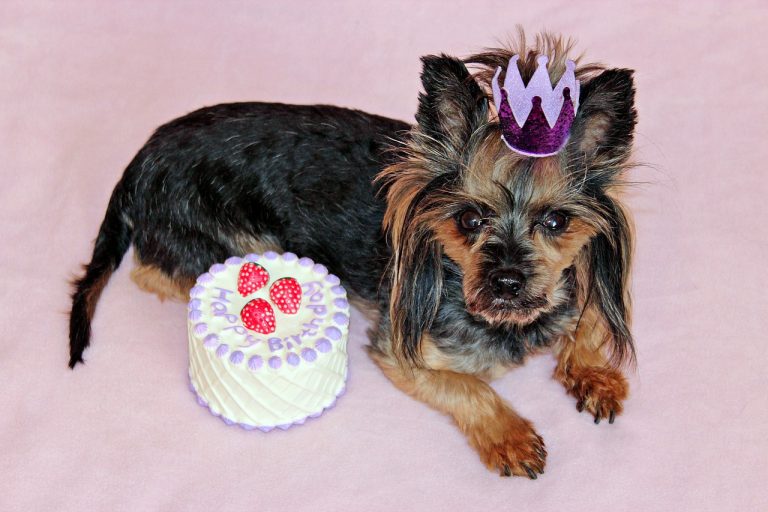 dog birthday cakes