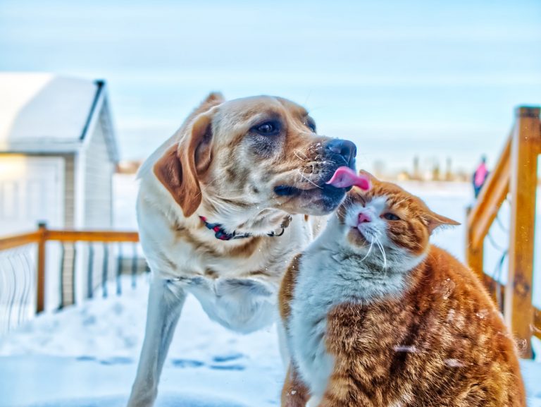 Reasons why dogs are better than cats