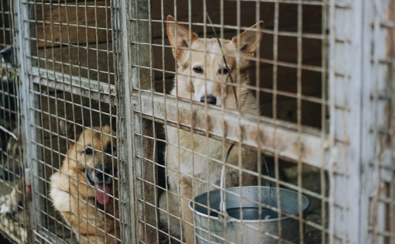 dog rental apartments