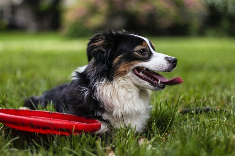 Dog Sitting Advice for People on Vacation Dog Sitting Advice for People on Vacation