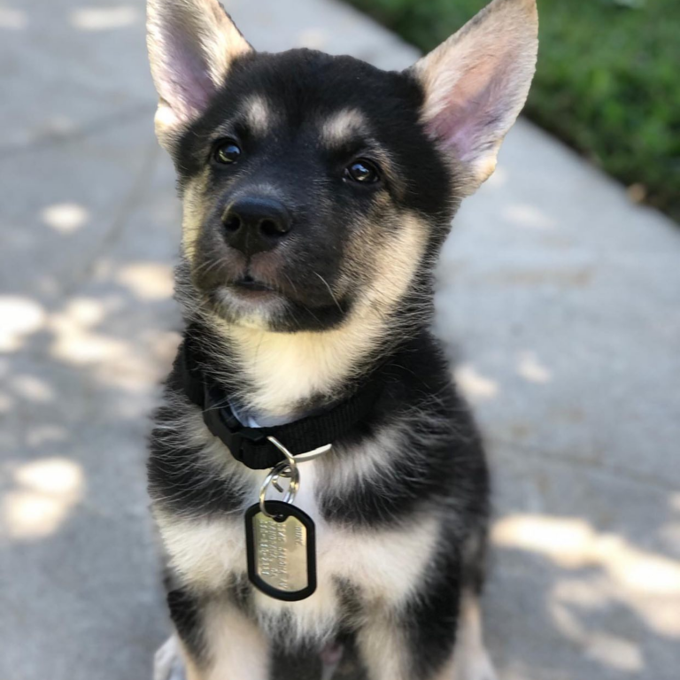 Dog Tags for Dogs – Get the Military Look! Dog Tags for Dogs – Get the Military Look!