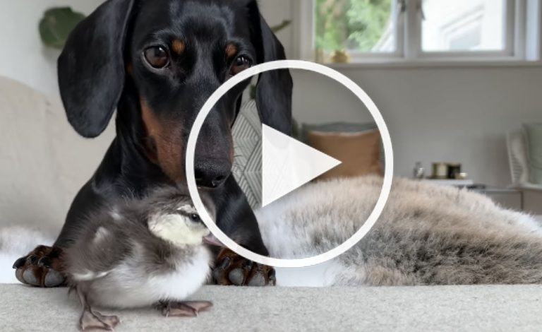 Dachshund dog video