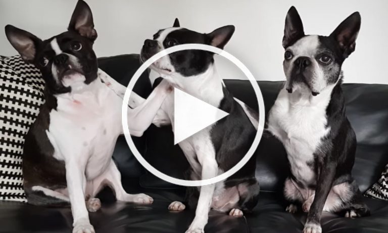 boston terrier videos