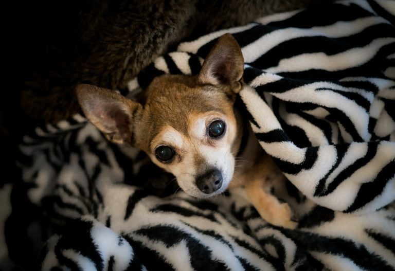 coronavirus dog