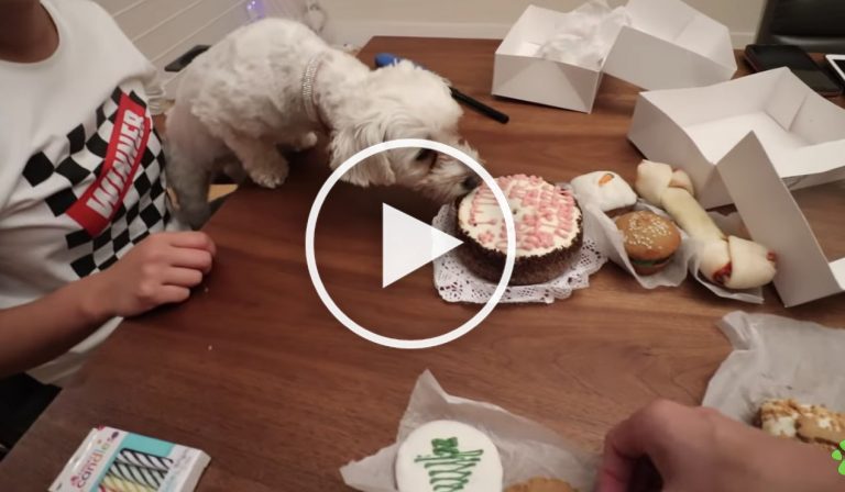VIDEO: Dog Enjoys Dog Treat Buffet for Her First Birthday