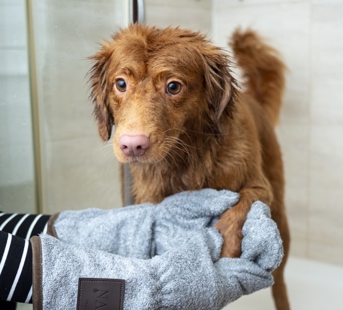 dog clean