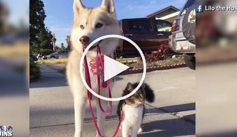 dog video