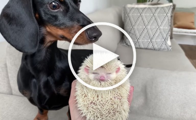 Dachshund dog video