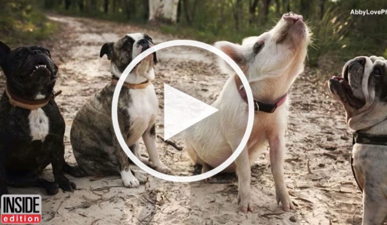 dog and pig video