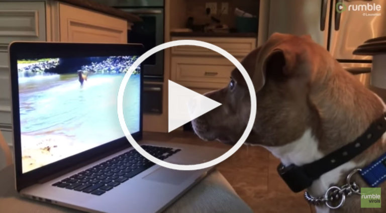VIDEO: Intrigued Pup Can’t Take His Eyes Off of Dog Video