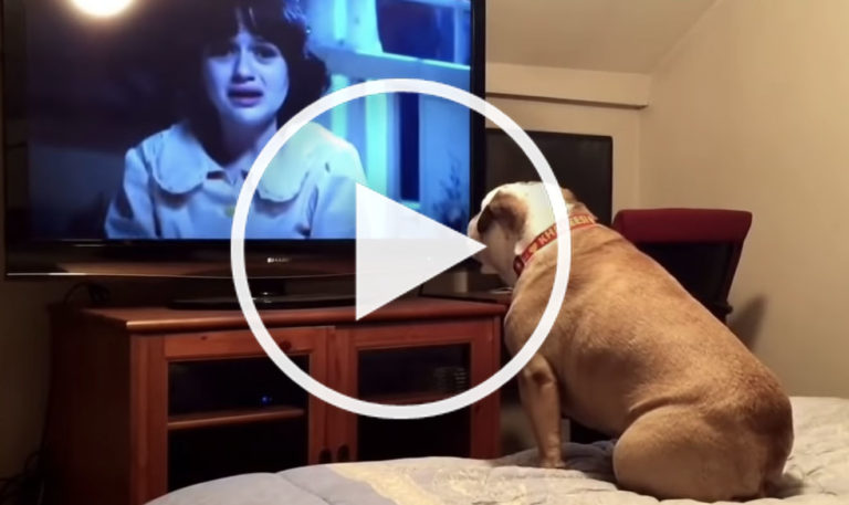 dog watching the conjuring scary movie