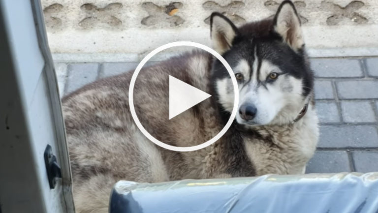 cute husky video