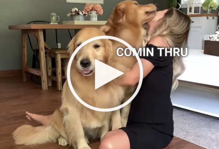 jealous golden retriever video