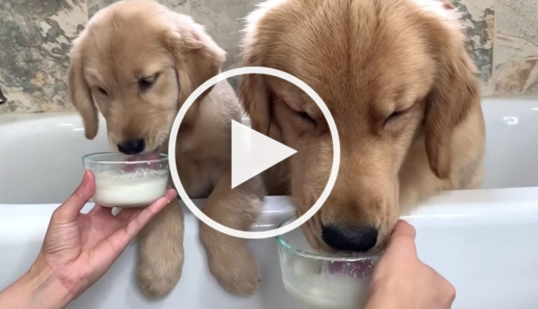 golden retrievers eating video
