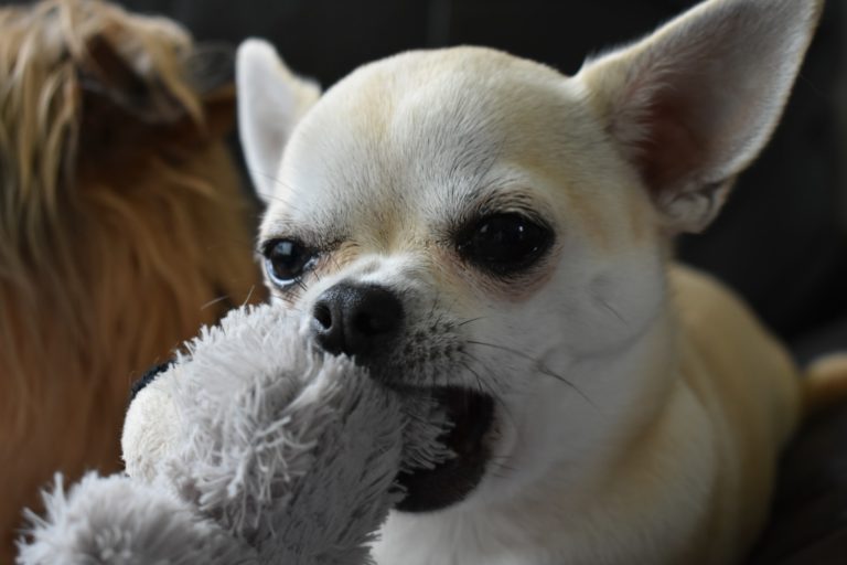 dog breath